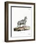 Nilgai-null-Framed Premium Giclee Print