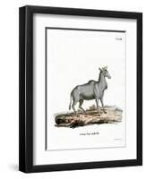 Nilgai-null-Framed Premium Giclee Print