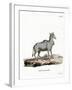 Nilgai-null-Framed Giclee Print