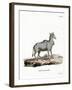 Nilgai-null-Framed Giclee Print