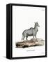 Nilgai-null-Framed Stretched Canvas