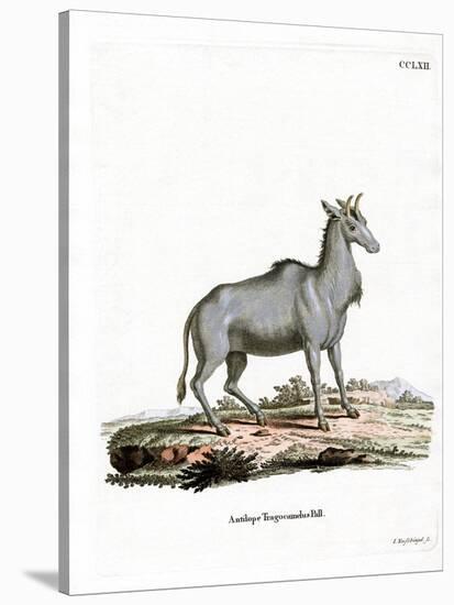 Nilgai-null-Stretched Canvas