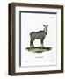 Nilgai-null-Framed Premium Giclee Print