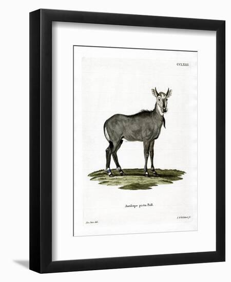 Nilgai-null-Framed Premium Giclee Print