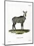 Nilgai-null-Mounted Giclee Print