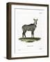 Nilgai-null-Framed Giclee Print