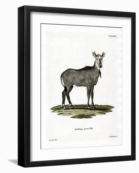 Nilgai-null-Framed Giclee Print