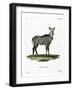 Nilgai-null-Framed Giclee Print