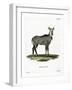 Nilgai-null-Framed Giclee Print