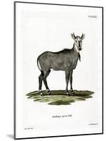 Nilgai-null-Mounted Giclee Print