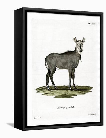 Nilgai-null-Framed Stretched Canvas