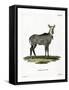 Nilgai-null-Framed Stretched Canvas