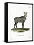 Nilgai-null-Framed Stretched Canvas