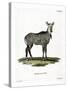 Nilgai-null-Stretched Canvas