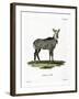 Nilgai-null-Framed Giclee Print