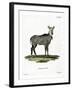 Nilgai-null-Framed Giclee Print