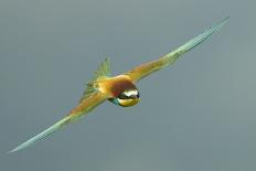 European Bee-Eater (Merops Apiaster) in Flight, Bulgaria, May 2008-Nill-Stretched Canvas