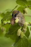 Forest Dormouse (Dryomys Nitedula) Feeding on Mulberries, Bulgaria, June-Nill-Photographic Print