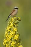 Red-Backed Shrike Male (Lanius Collurio) Perched on Denseflower Mullein, Bulgaria, May-Nill-Photographic Print