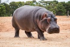 The Common Hippopotamus, Hippopotamus Amphibius, or Hippo, is a Large, Mostly Herbivorous, Semiaqua-Nils Versemann-Laminated Photographic Print