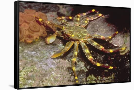 Nimble Spray Crab-Hal Beral-Framed Stretched Canvas