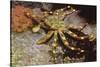 Nimble Spray Crab-Hal Beral-Stretched Canvas