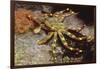 Nimble Spray Crab-Hal Beral-Framed Photographic Print