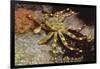 Nimble Spray Crab-Hal Beral-Framed Photographic Print