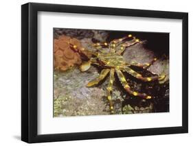 Nimble Spray Crab-Hal Beral-Framed Photographic Print