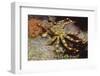 Nimble Spray Crab-Hal Beral-Framed Photographic Print