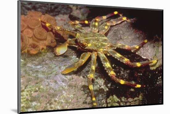 Nimble Spray Crab-Hal Beral-Mounted Photographic Print