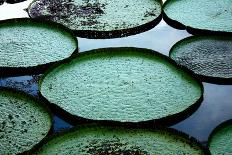 Giant Lily Pads in the Amazon-Nina B-Photographic Print