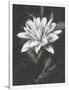 Gramercy White
