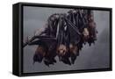 Framed Canvas