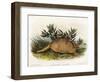 Nine-Banded Armadillo, 1849-1854-John Woodhouse Audubon-Framed Giclee Print