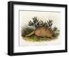 Nine-Banded Armadillo, 1849-1854-John Woodhouse Audubon-Framed Giclee Print