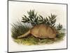 Nine-Banded Armadillo, 1849-1854-John Woodhouse Audubon-Mounted Giclee Print