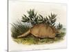 Nine-Banded Armadillo, 1849-1854-John Woodhouse Audubon-Stretched Canvas