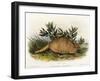 Nine-Banded Armadillo, 1849-1854-John Woodhouse Audubon-Framed Giclee Print