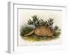 Nine-Banded Armadillo, 1849-1854-John Woodhouse Audubon-Framed Giclee Print