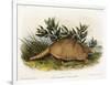 Nine-Banded Armadillo, 1849-1854-John Woodhouse Audubon-Framed Giclee Print