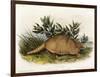 Nine-Banded Armadillo, 1849-1854-John Woodhouse Audubon-Framed Giclee Print