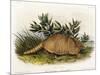 Nine-Banded Armadillo, 1849-1854-John Woodhouse Audubon-Mounted Giclee Print