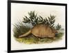 Nine-Banded Armadillo, 1849-1854-John Woodhouse Audubon-Framed Giclee Print