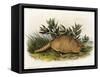 Nine-Banded Armadillo, 1849-1854-John Woodhouse Audubon-Framed Stretched Canvas