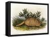 Nine-Banded Armadillo, 1849-1854-John Woodhouse Audubon-Framed Stretched Canvas