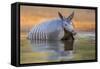 Nine-banded Armadillo, Dasypus novemcinctus, bathing and drinking-Larry Ditto-Framed Stretched Canvas