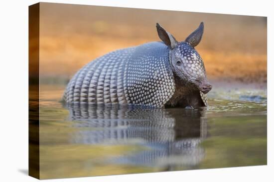 Nine-banded Armadillo, Dasypus novemcinctus, bathing and drinking-Larry Ditto-Stretched Canvas