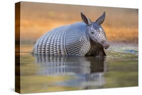 Nine-banded Armadillo, Dasypus novemcinctus, bathing and drinking-Larry Ditto-Stretched Canvas