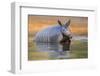 Nine-banded Armadillo, Dasypus novemcinctus, bathing and drinking-Larry Ditto-Framed Photographic Print